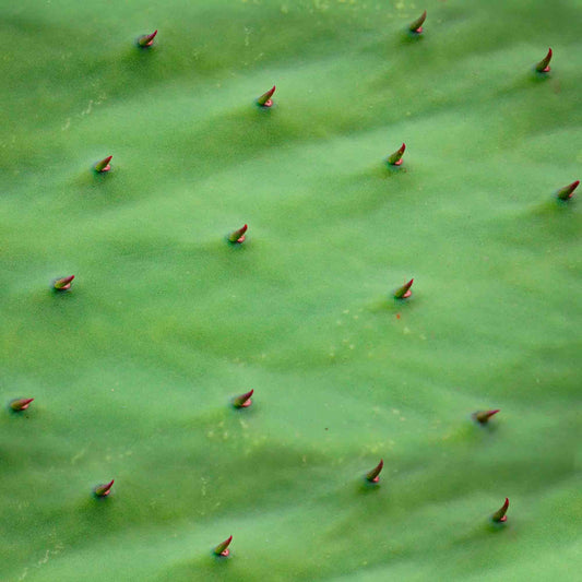 Qué es la piel de nopal y por qué usarla en la moda